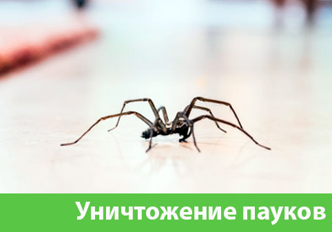 Избавиться от пауков в городе Глазов