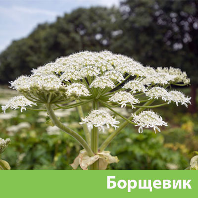 Уничтожение сорняка в Глазове