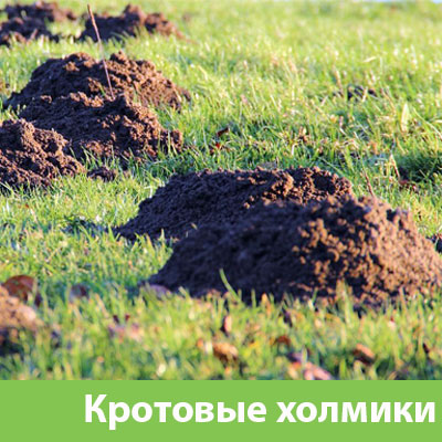 Кроты на участке в Глазове