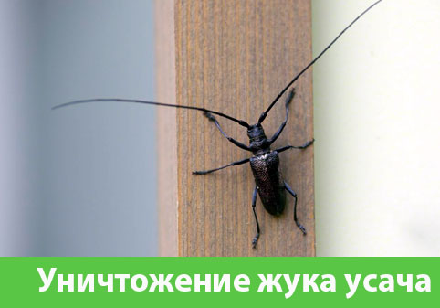 Обработка от жука усача в городе Глазов
