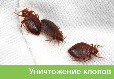 Уничтожение клопов в городе Глазов