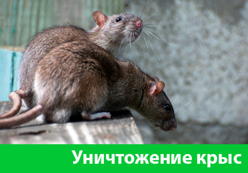 Уничтожение крыс в городе Глазов