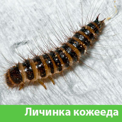 Личинка Кожееда в Глазове