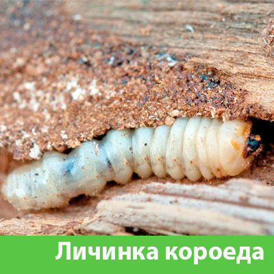 Уничтожение личинок короеда в Глазове