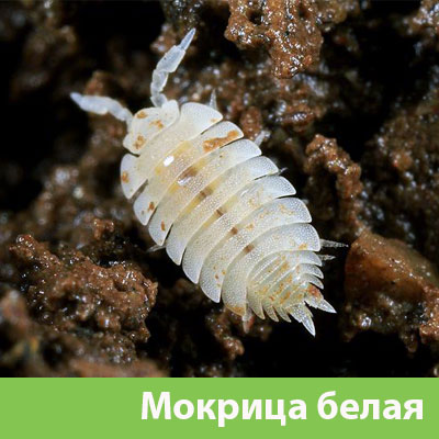 Мокрица в Глазове фото