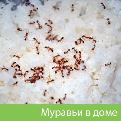 Муравьи в доме в Глазове