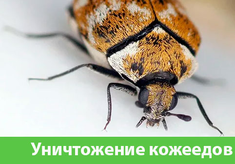 Обработка от кожееда в городе Глазов 