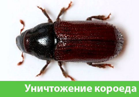 Обработка от древоточца в городе Глазов