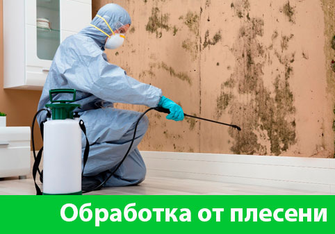 Обработка от плесени в городе Глазов