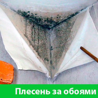Удаление плесени в Глазове