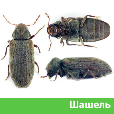 Обработка от шашеля в городе Глазов