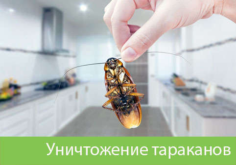 Уничтожение тараканов в городе Глазов