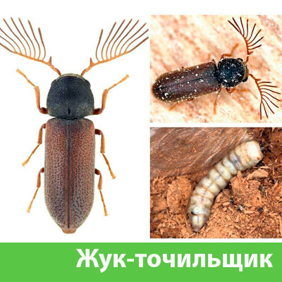Уничтожение точильщика и личинок в Глазове
