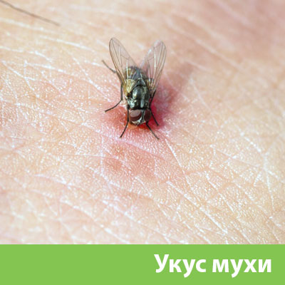 Уничтожение мух в Глазове