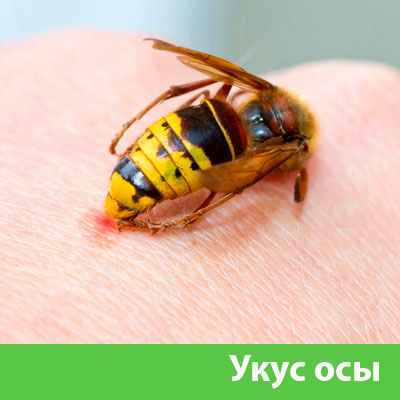 Профессиональное уничтожение ос и шершней в Глазове
