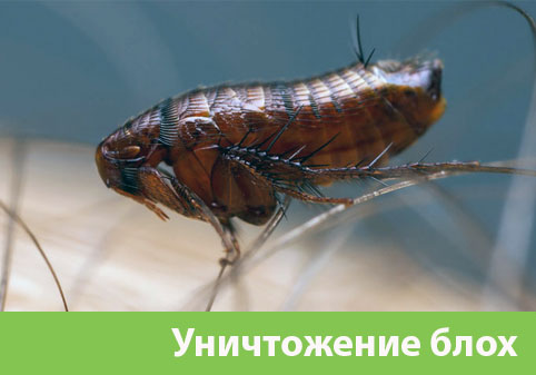 Уничтожение блох в городе Глазов