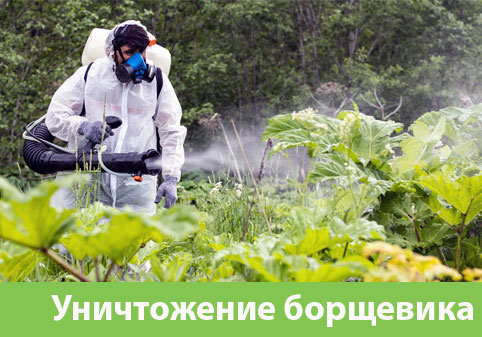 Уничтожение Борщевика в городе Глазов
