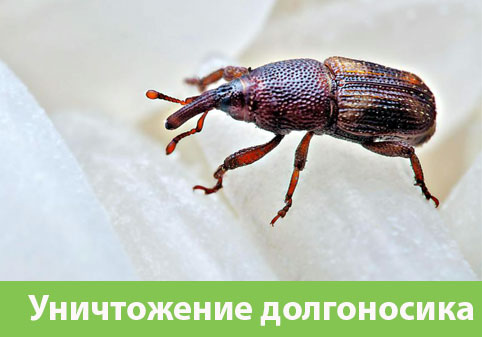 Уничтожение долгоносиков в городе Глазов