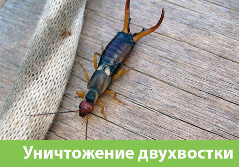 Уничтожение двухвостки в городе Глазов