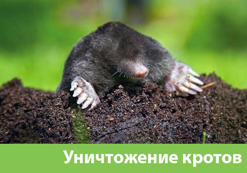 Уничтожение кротов в городе Глазов