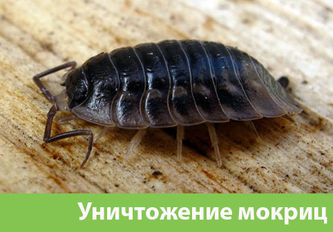 Мокрицы в квартире в городе Глазов