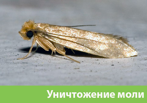 Уничтожение моли в городе Глазов 