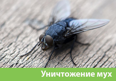 Уничтожение мух в городе Глазов