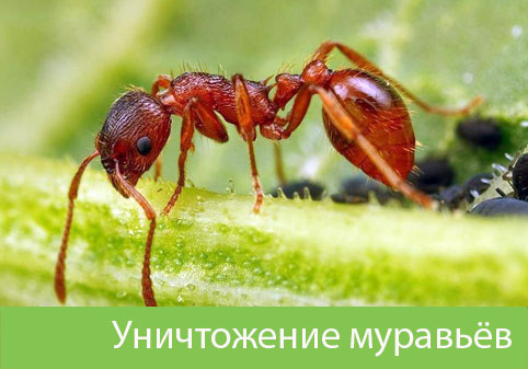 Уничтожение муравьёв в городе Глазов
