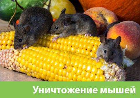 Уничтожение мышей в Глазове