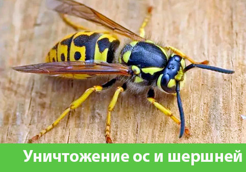 Уничтожение ос и шершней в городе Глазов
